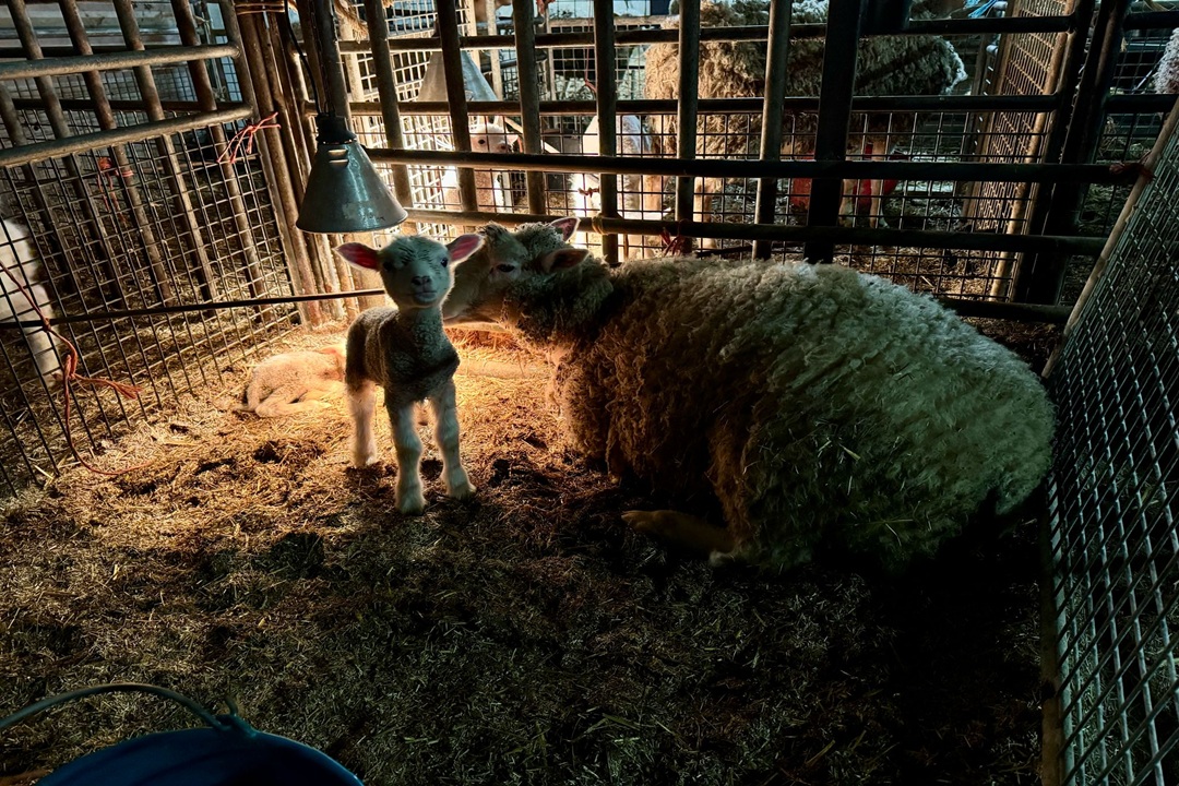 Nieuwe wolvenslachtoffers in Lienden en Ommeren